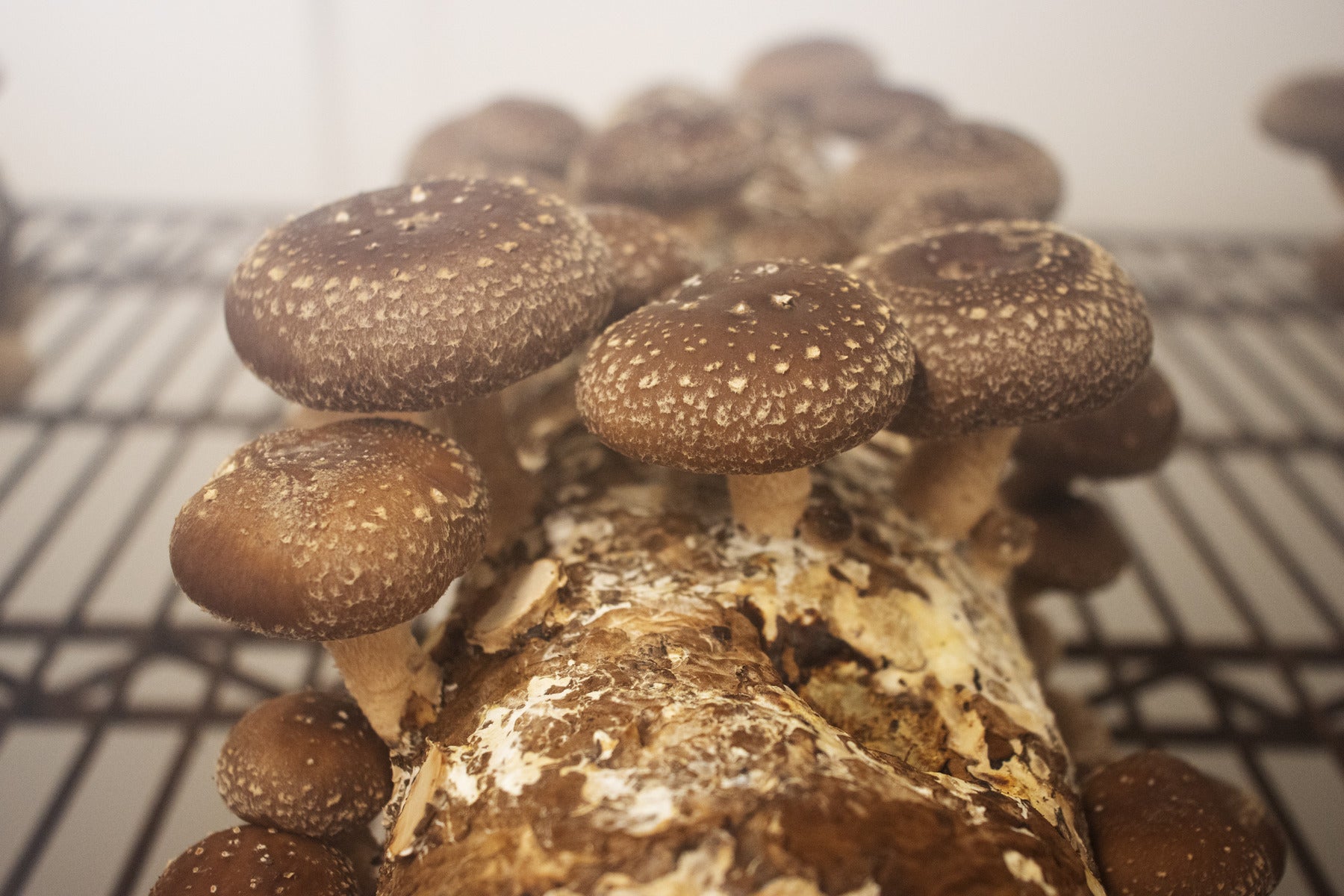 High quality helle brown pilz sporen