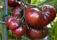 Helle brown tomato samen für aussaat in home gardens