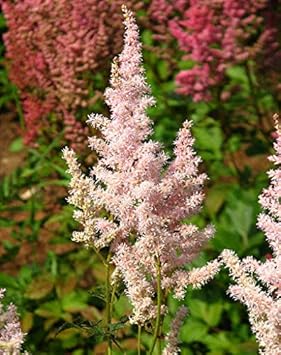 Light grün astilbe blume samen for anpflanzung