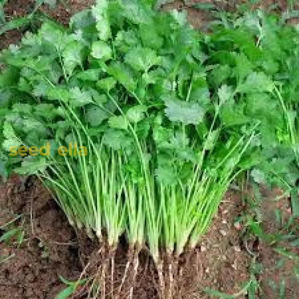 Light grün cilantro samen – heirloom coriander pflanze variety