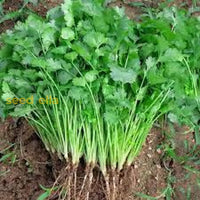 Light grün cilantro samen – heirloom coriander pflanze variety