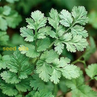 Light grün coriander samen for anpflanzung – non-gmo herb variety