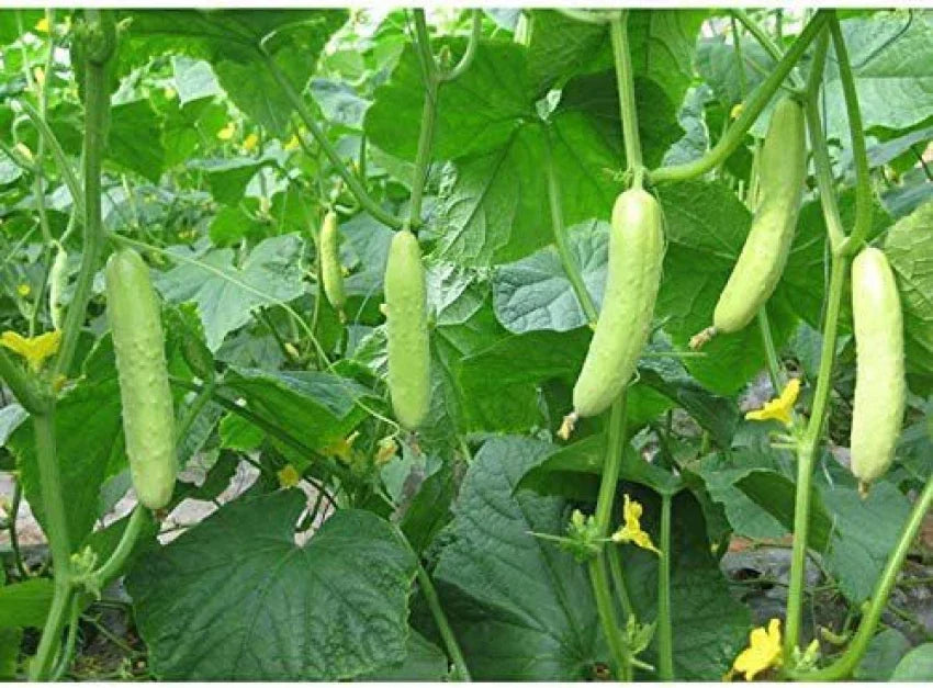 Mature helle grüne cucumber pflanze with grüne vines and leaves