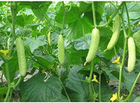 Mature helle grüne cucumber pflanze with grüne vines and leaves