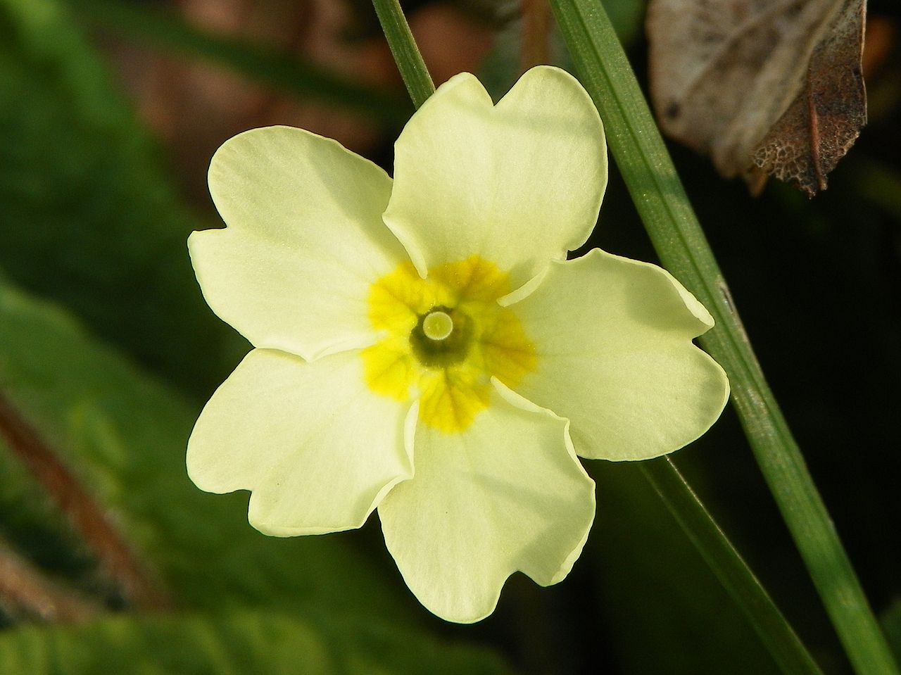 Light grün primrose blume samen for anpflanzung and gardening