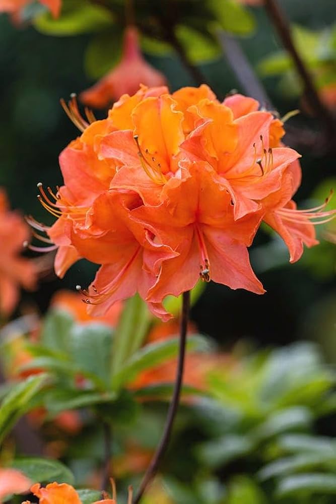 Light orange azalea samen for anpflanzung