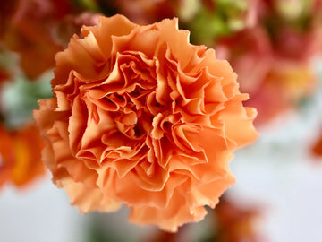 Light orange carnation blume samen for anpflanzung