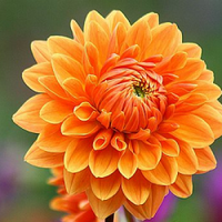 Light orange dahlia blume samen for anpflanzung