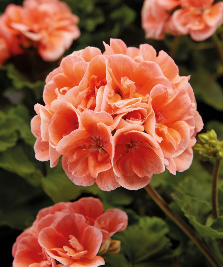 Light orange geranium samen for anpflanzung