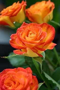 Light orange rose blume samen for anpflanzung