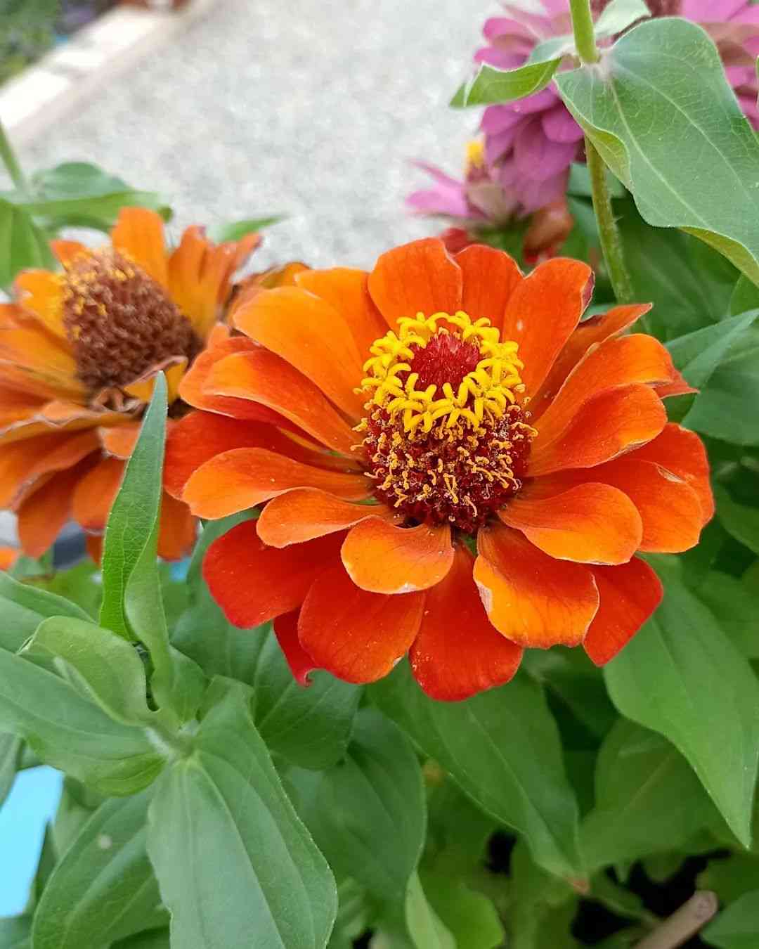 Zinnia blume samen in light orange for anpflanzung