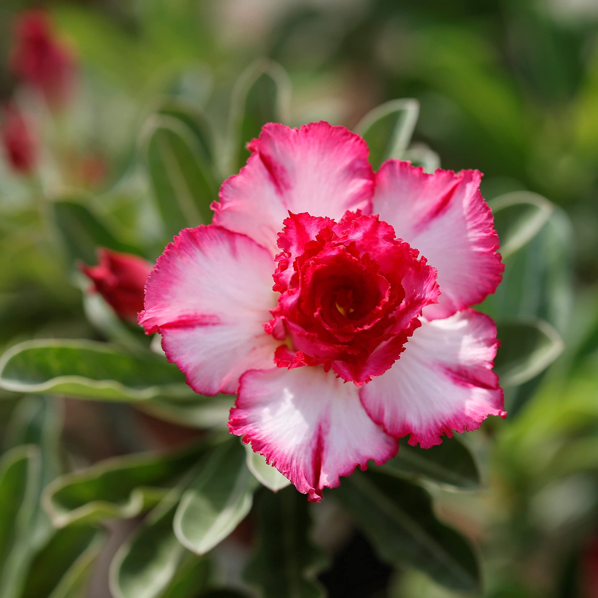 Light rosa adenium obesum blume samen for anpflanzung