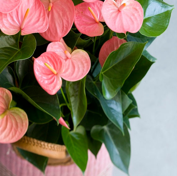 Light rosa anthurium pflanze samen for elegant tropical anpflanzung
