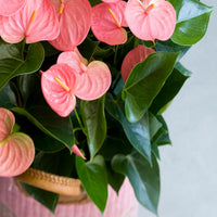 Light rosa anthurium pflanze samen for elegant tropical anpflanzung