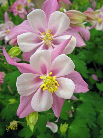Light rosa aquilegia blume samen for anpflanzung