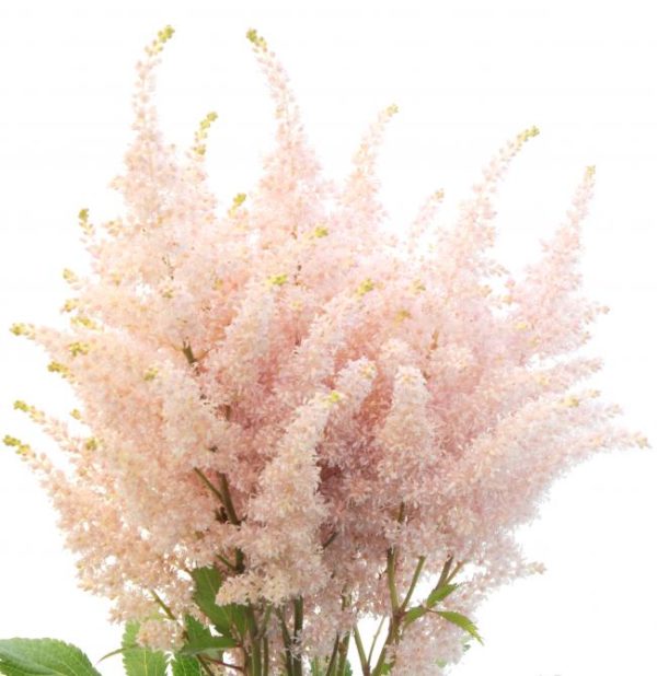 Light rosa astilbe blume samen for anpflanzung