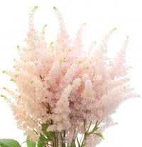 Light rosa astilbe blume samen for anpflanzung