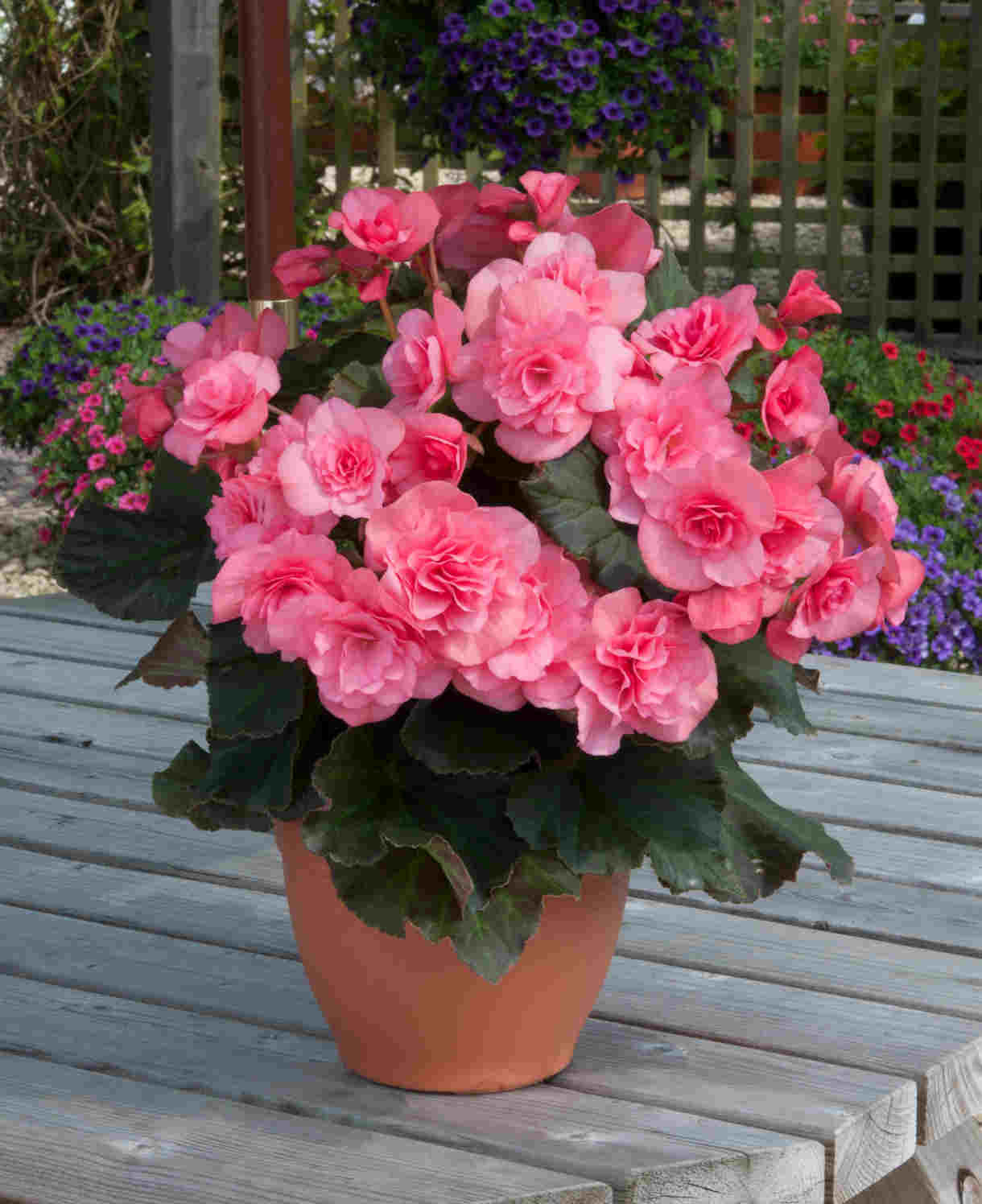 Light rosa begonia blume samen for anpflanzung
