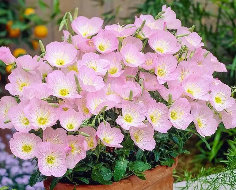 Light rosa evening-scented blume samen for anpflanzung