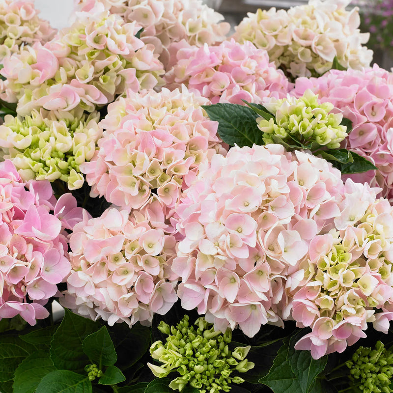 Light rosa hydrangea blume samen for anpflanzung