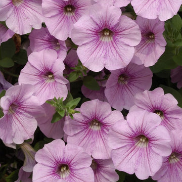 Light rosa petunia blume samen for anpflanzung