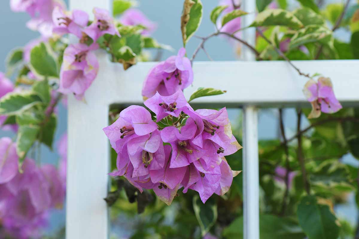 Light lila bougainvillea blooms for fences and patios