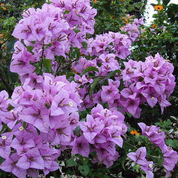 Light lila bougainvillea blume samen for garten anpflanzung