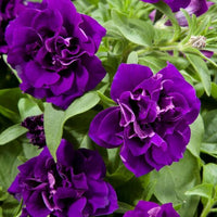 Vibrant light lila double petunia blume samen