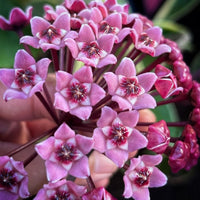 Light lila hoya carnosa samen for vibrant garten anpflanzung