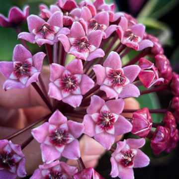 Light lila hoya carnosa samen for vibrant garten anpflanzung