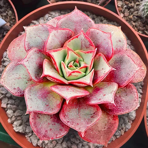 Light rot echeveria purpusorum samen for exotic garten anpflanzung