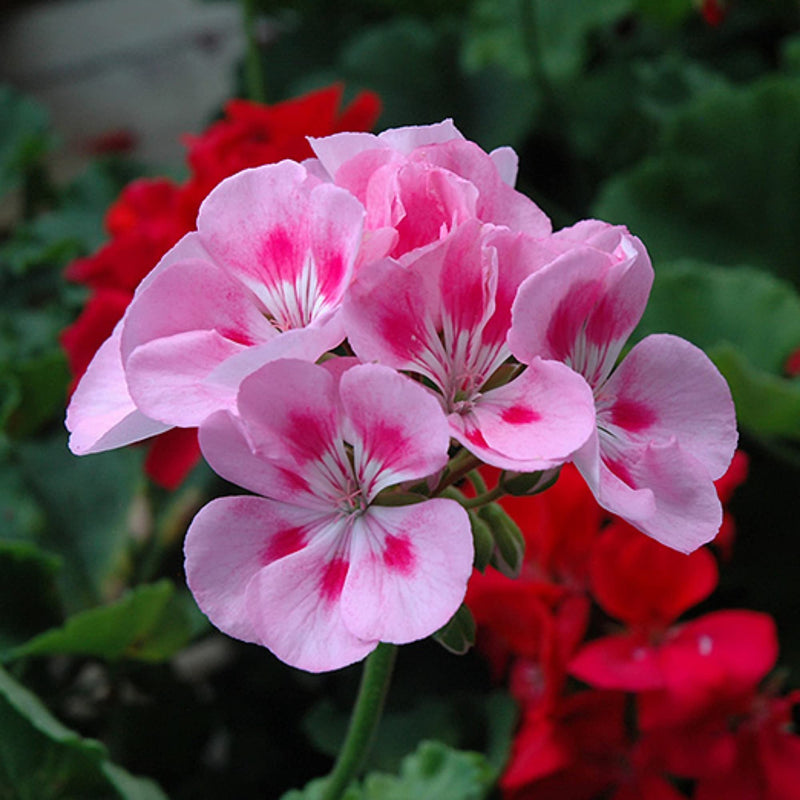 Light rot geranium samen for anpflanzung