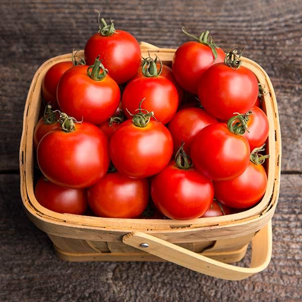 Helle red tomato samen für aussaat