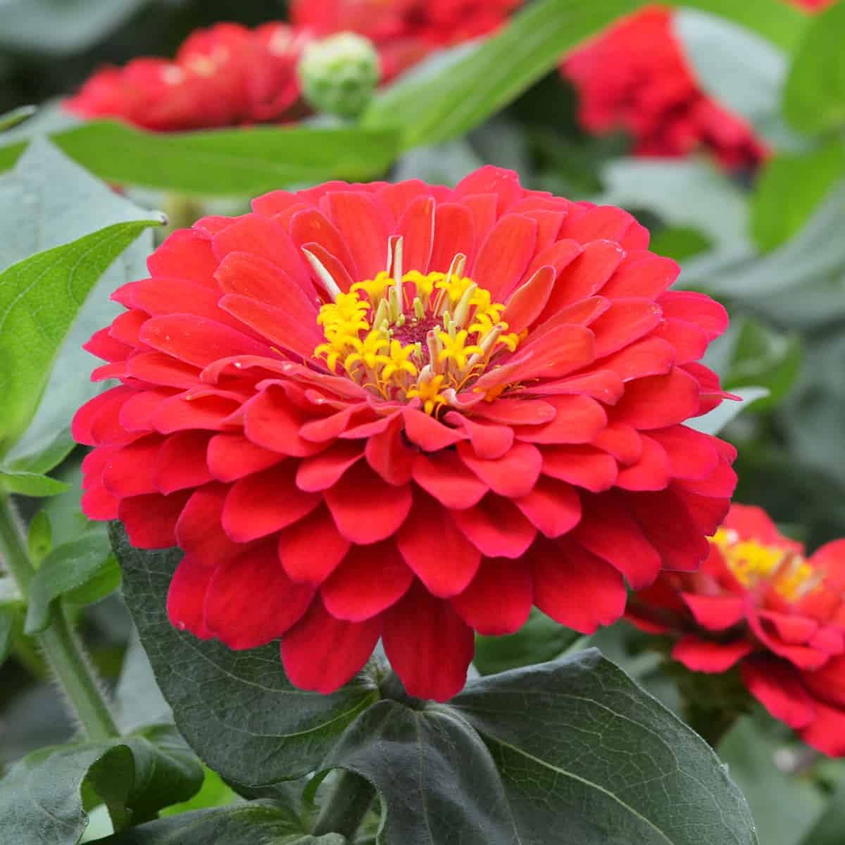 Zinnia blume samen in light rot for anpflanzung