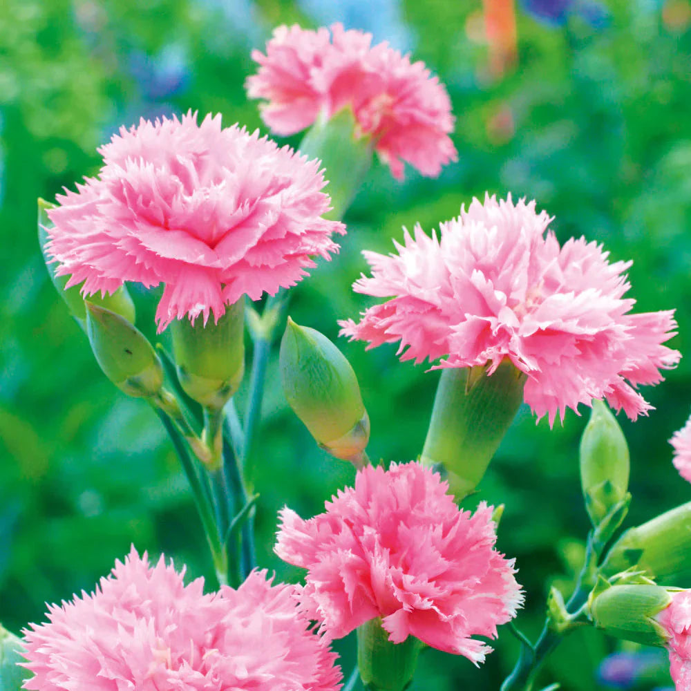 Light rose dianthus blume samen for anpflanzung