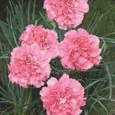 Light rose dianthus garten samen for colorful landscapes