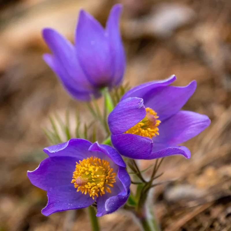 Light violet anemone blume samen for anpflanzung