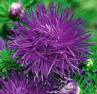 Light violet aster callistephus blume samen for anpflanzung