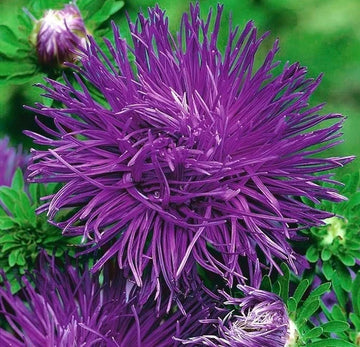 Light violet aster callistephus blume samen for anpflanzung