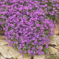 Light violet aubrieta samen for easy garten anpflanzung