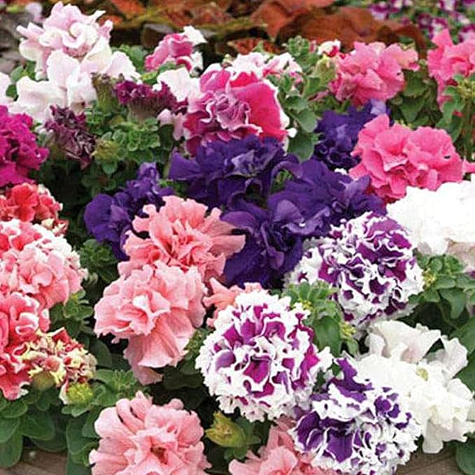 Light violet double-petal petunia samen for anpflanzung