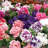 Light violet double-petal petunia samen for anpflanzung
