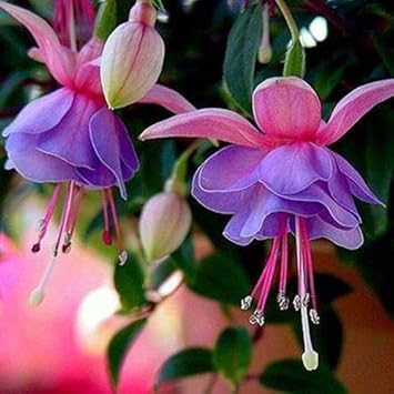 Light violet double petals fuchsia blume samen for anpflanzung