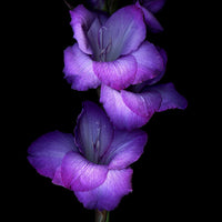 Light violet gladiolus blume samen for garten anpflanzung