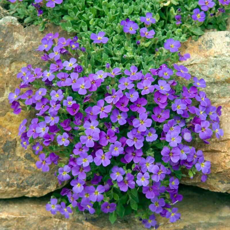 Light violet rock cress blume samen for garten anpflanzung