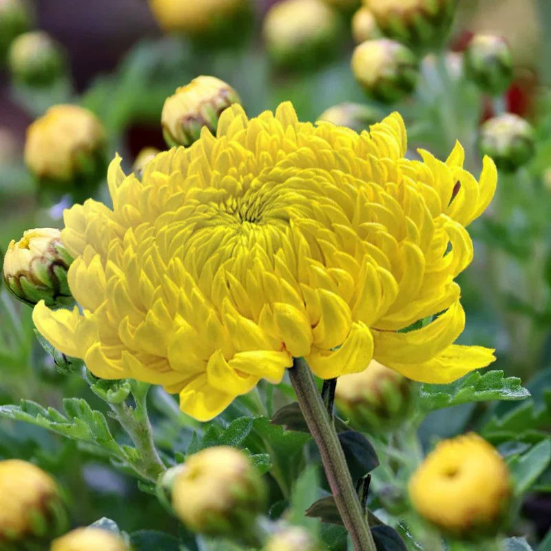 Light gelb aster samen for anpflanzung