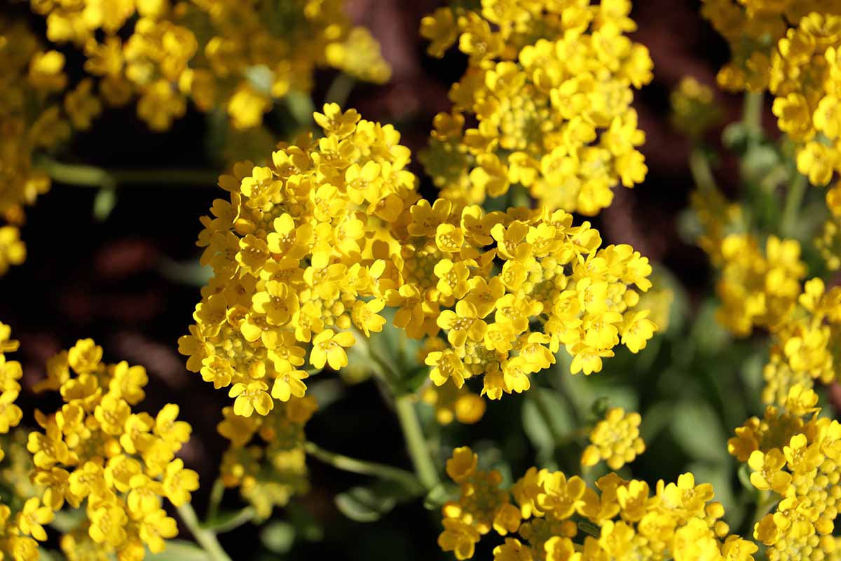 Light gelb aubrieta blumen blooming in a sunny garten