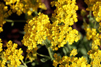 Light gelb aubrieta blumen blooming in a sunny garten
