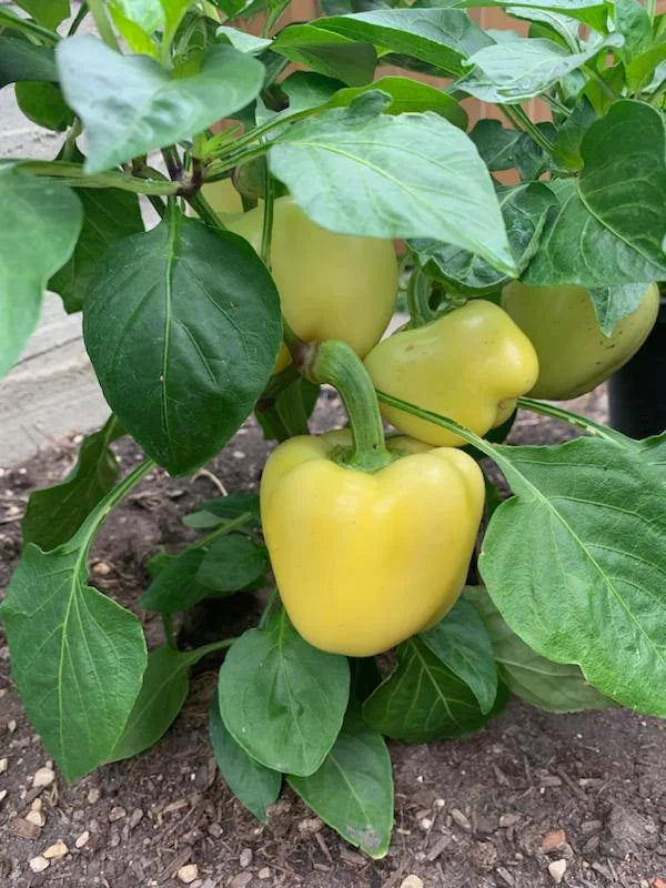 Harvest-ready helle gelbe bell peppers aus samen