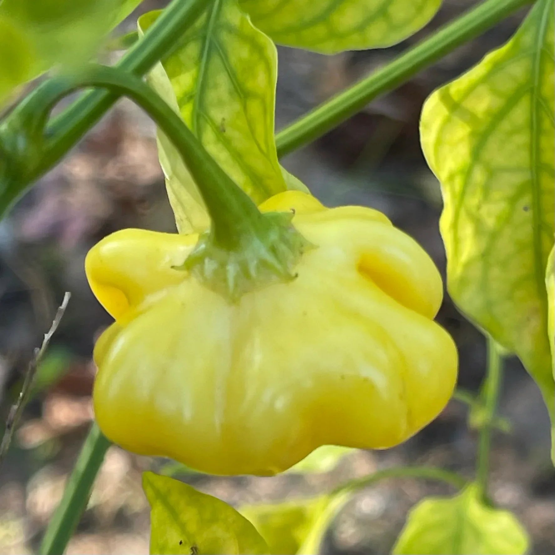Helle gelbe brazilian chili pepper samen für aussaat